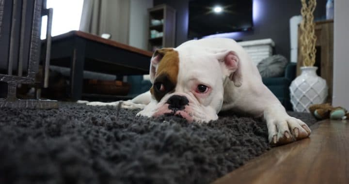 VRSTE TEPIHA I NAČINI ODRŽAVANJA